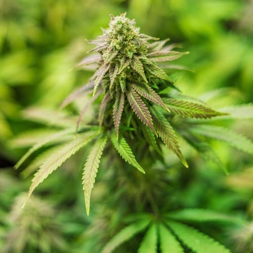 Les delices du cbd huile resine fleurs indoor francais - plante cbd 500x500