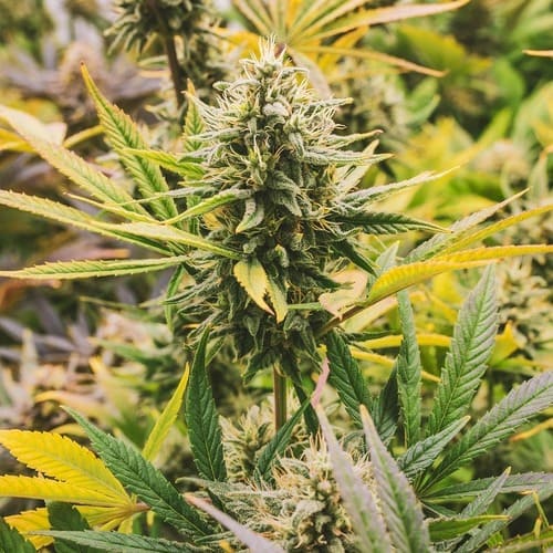 Les delices du cbd huile resine fleurs indoor francais - plante cbd mature 500x500
