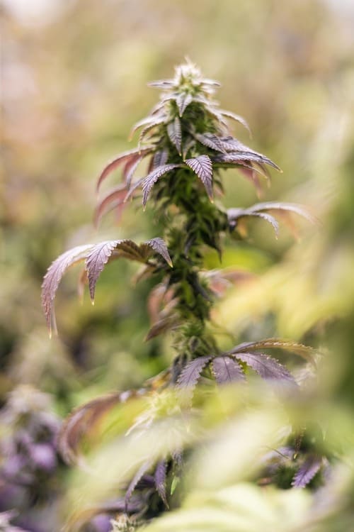 les delices du cbd produits issus du chanvre fond de section culture cbd 3